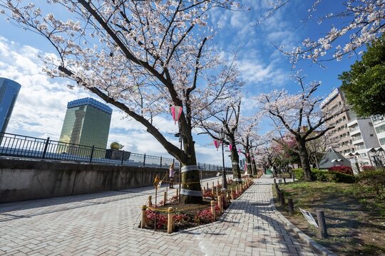 Sumida Park with blooming cherry trees, Japanese cherry blossoms, waterfront along the Sumida River, Asahi Beer Hall behind and Asahi Headquarters with Asahi Flame, Asakusa, Tokyo, Japan