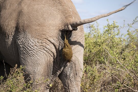 African elephant (Loxodonta africana) detail, from behind, craps, Kajiado County, Kenya
