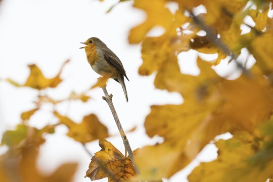 Fototapeta A robin (Erithacus rubecula) sings on a branch between glowing autumn leaves in warm light, Hesse, Germany
