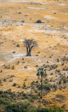 Savanna landscape with baobab (Adansonia digitata) and palm tree, aerial view, Okavango Delta, Botswana