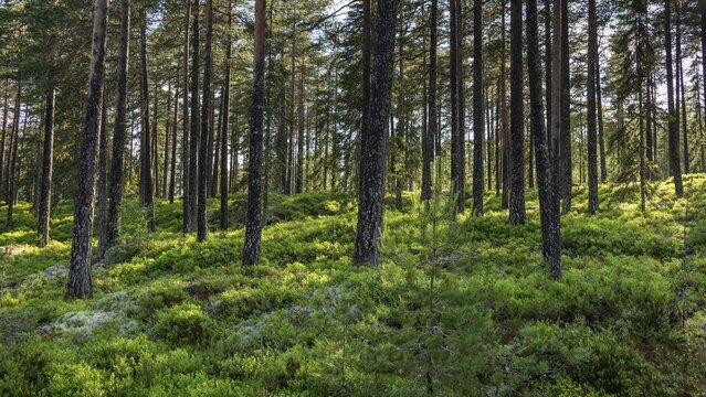 Dense coniferous forest, blueberries on the ground, sun shining through the trees, near Eidsvoll, Akershus, Norway
