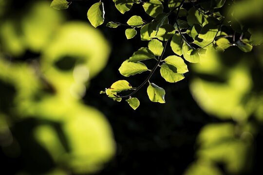 Leaves and branches of a beech tree, Humleb&aelig;k, Niv&aring; Bugt, Hovedstaden, &Oslash;resund coast, Denmark