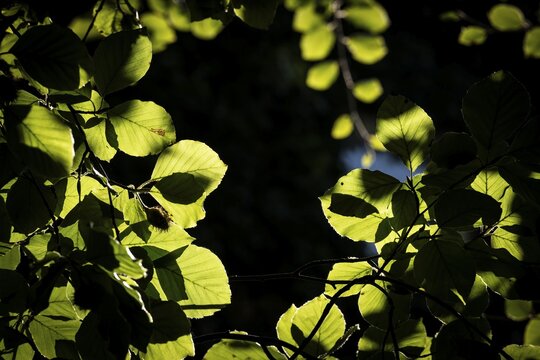 Leaves and branches of a beech tree, sculpture park, Humleb&aelig;k, Niv&aring; Bugt, Hovedstaden, &Oslash;resund coast, Denmark