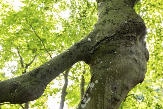 Branch, old beech tree, Humleb&aelig;k, Niv&aring; Bugt, Hovedstaden, &Oslash;resund coast, Denmark