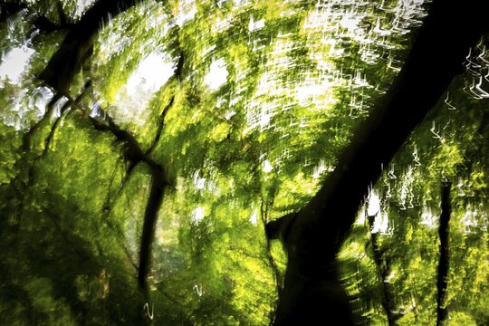 Beech, light reflections, wiped image, Humleb&aelig;k, Niv&aring; Bugt, Hovedstaden, &Oslash;resund coast, Denmark