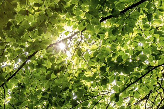 Sunbeams shining through leaves and branches of a beech tree, sculpture park, Humleb&aelig;k, Niv&aring; Bugt, Hovedstaden, &Oslash;resund coast, Denmark