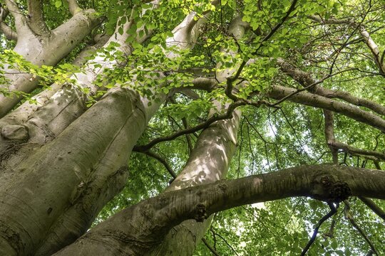 Multi-trunked old beech tree, Humleb&aelig;k, Niv&aring; Bugt, Hovedstaden, &Oslash;resund coast, Denmark