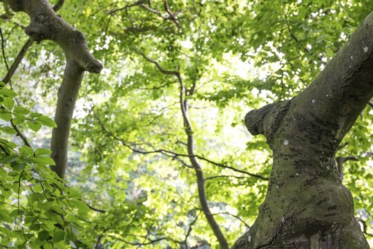 Old beech tree, Humleb&aelig;k, Niv&aring; Bugt, Hovedstaden, &Oslash;resund coast, Denmark