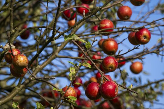 Apple tree with red apples, autumn, Humleb&aelig;k, Niv&aring; Bugt, Hovedstaden, &Oslash;resund coast, Denmark