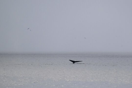 Blue whale (Balaenoptera musculus) raises its tail fin or fluke to dive to feed, Woodfjord, Svalbard and Jan Mayen archipelago, Norway