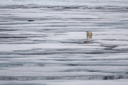 Polar bear (Ursus maritimus), pack ice, ice floes, Svalbard, Norway