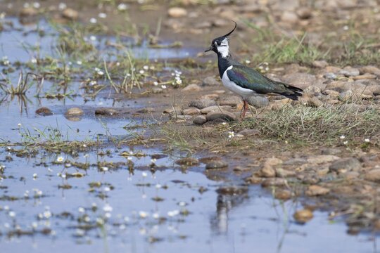 Lapwing (Vanellus vanellus), Tipperne, Ringk&oslash;bing Fjord, Denmark
