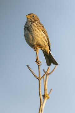 Corn bunting (Emberiza calandra) sitting on a branch, animal portrait, Bagges D&aelig;mning, Ringk&oslash;bing Fjord, Denmark