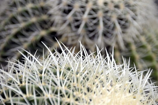 Golden globe cactus, Echinocactus grusonii, mother-in-law's chair, Mexico