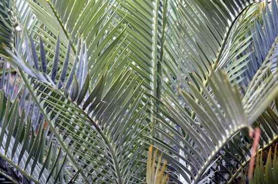Karoo Palm Fern, Encephalartos lehmannii, South Africa
