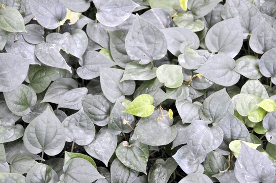 Black pepper, Piper nigrum, Cambodia