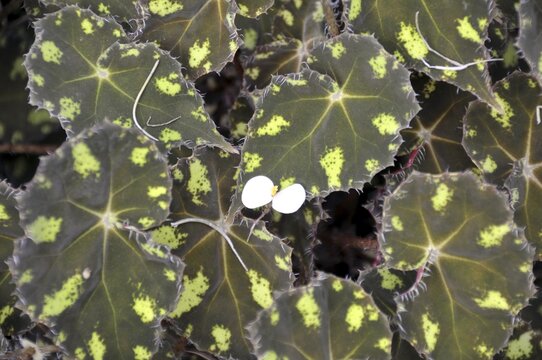 Oblique leaf, Begonia boweri, var. nigramarga, Mexico