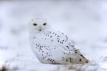 Snowy Owl, Snowy Owl (Nyctea scandiaca), adult resting in the snow, in winter, snow, Zdarske Vrchy, Bohemian-Moravian Highlands, Czech Republic