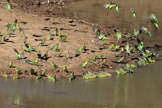 Budgerigar (Melopsittacus undulatus), group bathing at the water, drinking, Sturt National Park, New South Wales, Australia