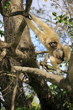 White-handed gibbon, Lar (Hylobates lar), adult female on tree, locomotion, brachiation, swinging shimmy