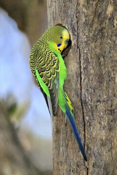 Budgerigar (Melopsittacus undulatus), adult, male, at breeding box, Alice Springs, Northern Territory, Australia