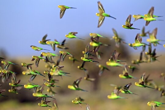 Budgerigar (Melopsittacus undulatus), Tibooburra, Sturt National Park, New South Wales, Australia, flock, flying
