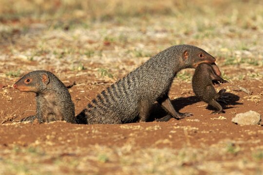Zebra mongoose (Mungos mungo), adult with young, neck bite, mother carrying young, Kruger National Park, Kruger National Park, South Africa