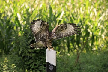 Common buzzard (Buteo buteo), adult on guard post, road post, Pelm, Eifel, Germany
