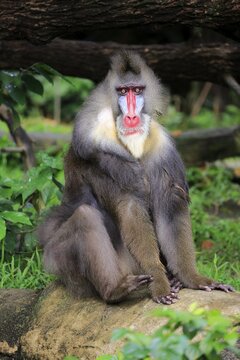 Mandrill (Mandrillus sphinx), adult, male