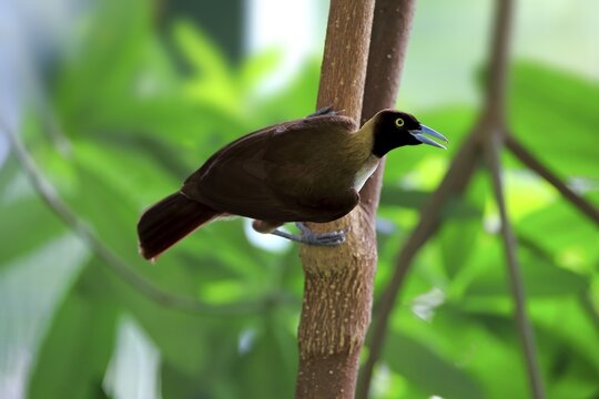 Lesser Bird of paradise (Paradisaea minor), adult female on tree, calling, New Guinea