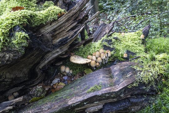 Fairies bonnet (Coprinus disseminatus), Emsland, Lower Saxony, Germany