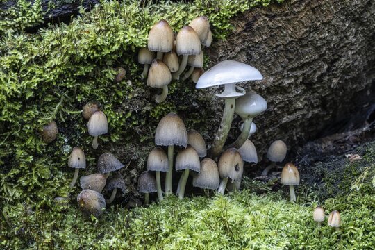 Fairies bonnet (Coprinus disseminatus) and ringed beech mucilage (Oudemansiella mucida), Emsland, Lower Saxony, Germany