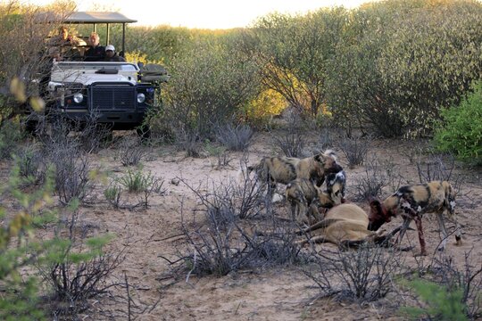 African wild dog (Lycaon pictus), group, with prey, feeding, pack, safari vehicle, game viewing, Tswalu Game Reserve, Kalahari, Northern Cape, South Africa