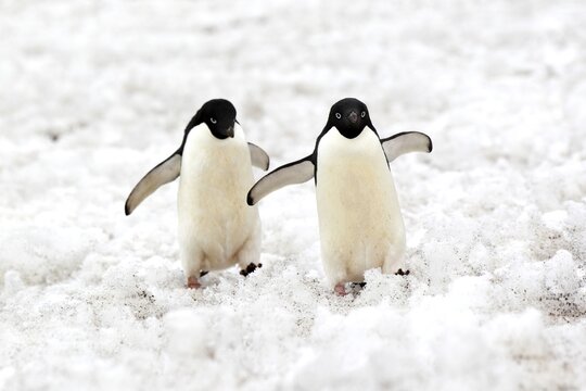 Adelie penguin (Pygoscelis adeliae), adult, snow, pair, two, penguins, flightless, running, Antarctica, Devil Island
