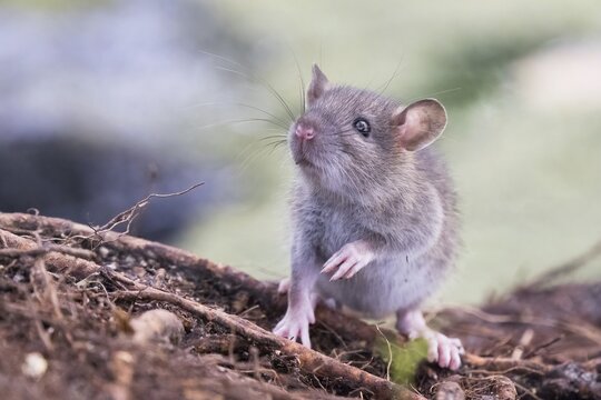 A small curious Norway rat (Rattus norvegicus) stands on the ground and looks into the distance, surrounded by nature, Hesse, Germany