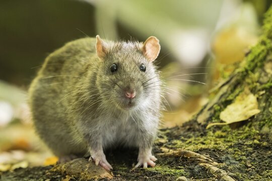A Norway rat (Rattus norvegicus) sitting on the ground in the forest, surrounded by moss and leaves, Hesse, Germany