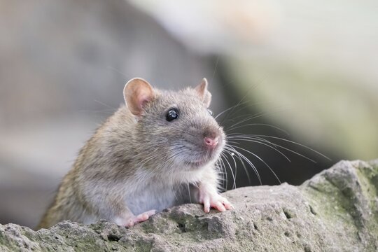 A juvenile Norway rat (Rattus norvegicus) resting on the edge of a stone with clearly recognisable whiskers and ears, Hesse, Germany