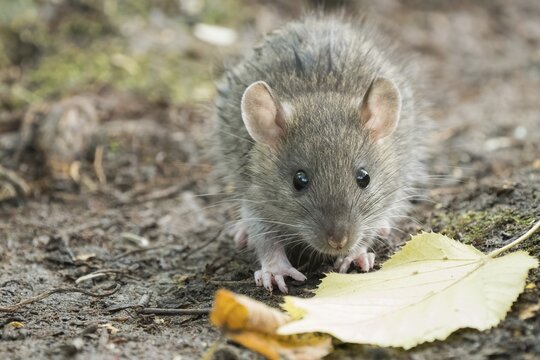 A juvenile Norway rat (Rattus norvegicus) on the ground next to a yellow leaf in the forest. Quiet and natural environment, Hesse, Germany