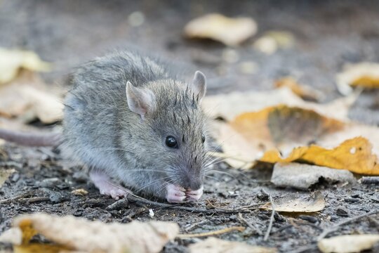 A juvenile Norway rat (Rattus norvegicus) surrounded by autumn leaves nibbling on the ground. The scene looks autumnal, Hesse, Germany