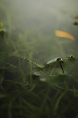 green grass with water drops