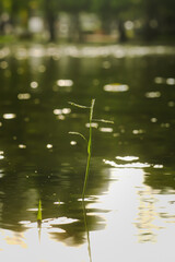 reflection of green leaves in water