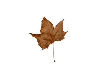 Crisp, dried brown Sycamore or Maple-like leaf centered on a pure white background. This isolated autumnal element is perfect for seasonal designs, fall themes, nature concepts, or as a texture overla