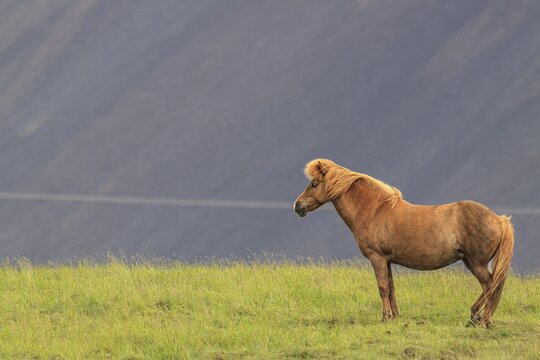 Icelandic horse standing in a meadow, mountainous, H&ouml;fn, Iceland