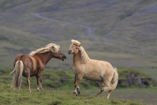 Icelandic horses fighting with each other, mountainous, H&ouml;fn, Iceland
