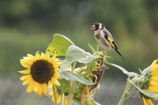A goldfinch (Carduelis carduelis) sitting on a sunflower in the countryside, eating a sunflower seed, Hesse, Germany