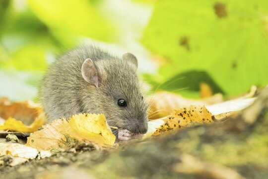 A juvenile Norway rat (Rattus norvegicus) nibbling on the ground between yellow leaves, Hesse, Germany
