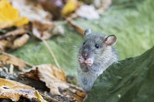 A juvenile Norway rat (Rattus norvegicus) standing attentively on two legs between autumn leaves behind a stone and chewing on something, Hesse, Germany