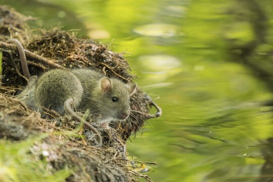 A juvenile Norway rat (Rattus norvegicus) sitting on the bank of a stream, Hesse, Germany