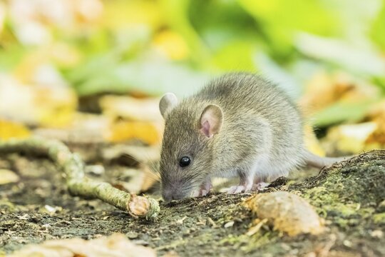 A juvenile Norway rat (Rattus norvegicus) snuffling on the forest floor, Hesse, Germany