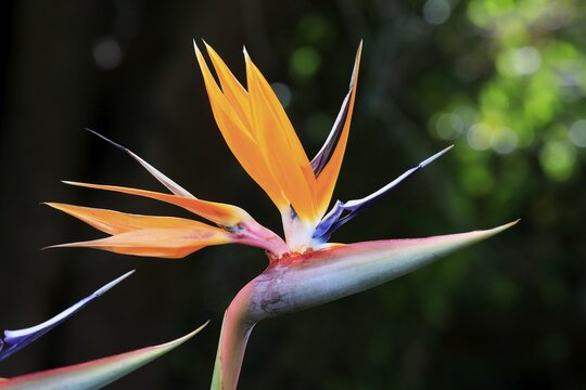 Bird of paradise flower (Strelitzia reginae), flower, in bloom, Kirstenbosch Botanical Gardens, Cape Town, South Africa